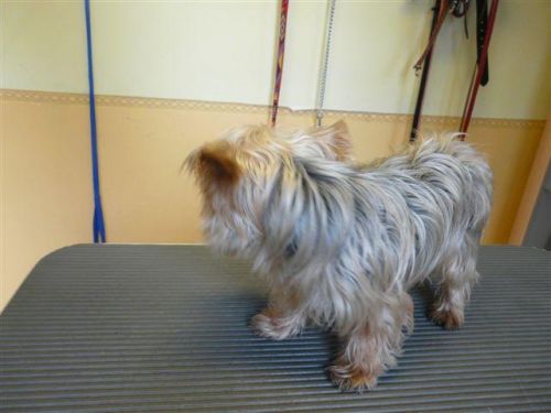 Dani a Yorki